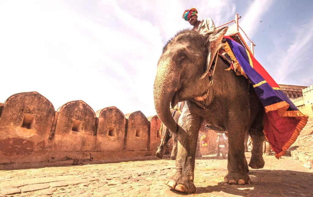 elephant ride amer palace jaipur