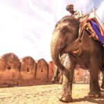 elephant ride amer palace jaipur