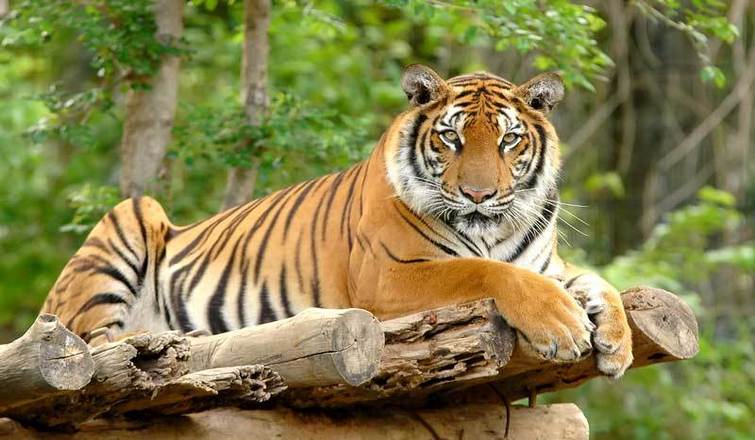 Top Wildlife Destinations to Explore in India