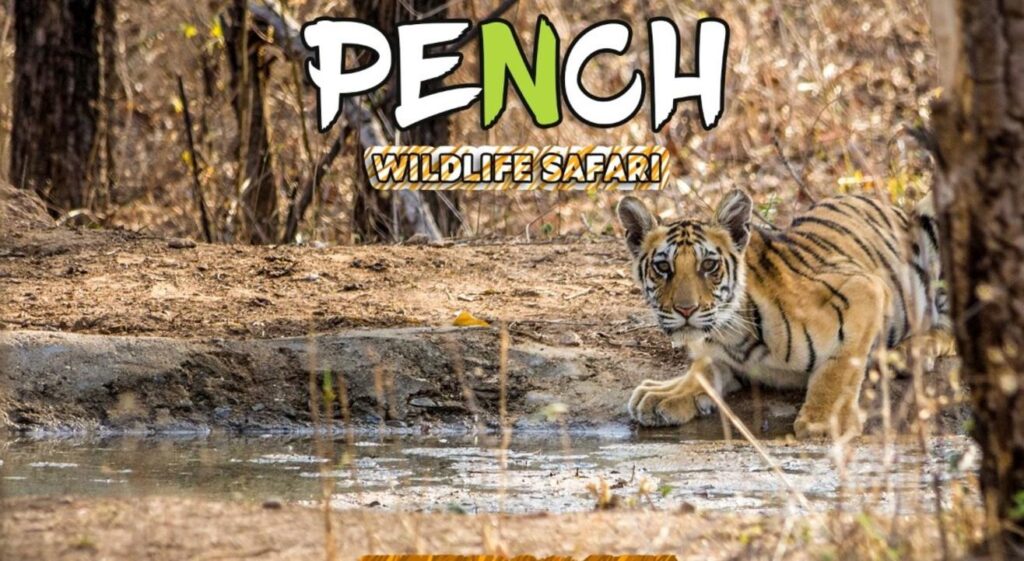 Pench WIldlife safari