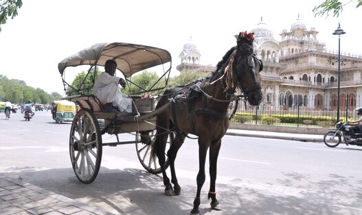 Tonga Ride in Jaipur