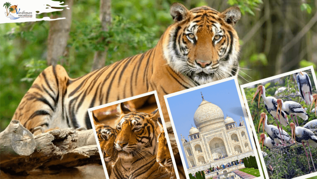 golden triangle with wildlife