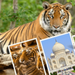 golden triangle with wildlife