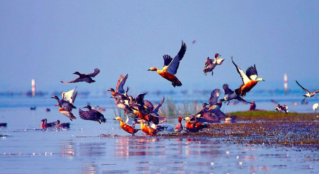 chilika wildlife sanctuary