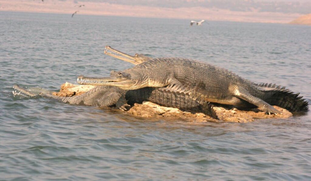 gharial national chambal sanctuary