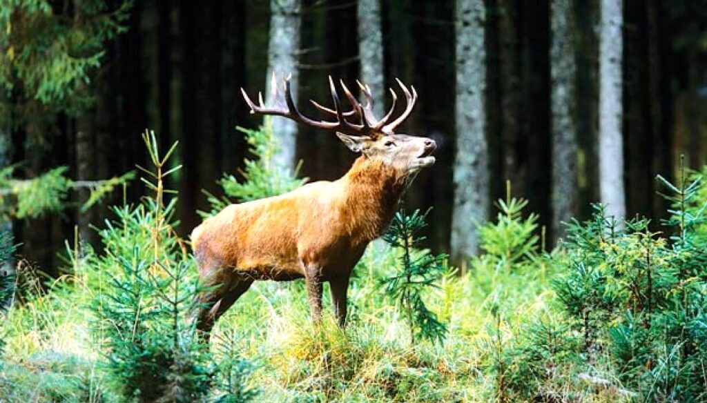 hangul dachigam national park