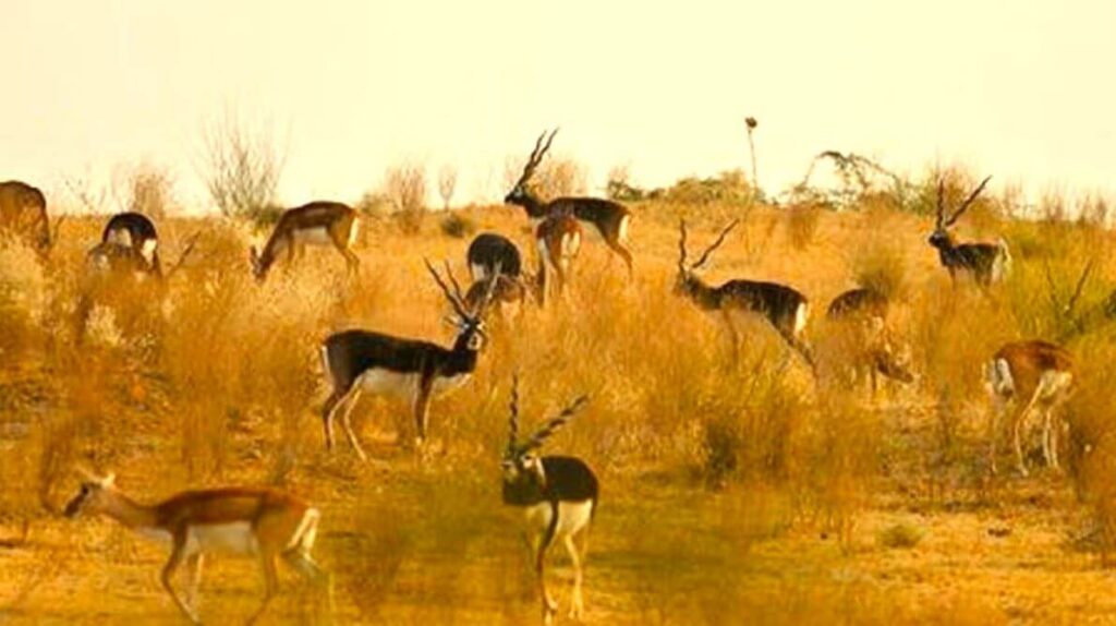 tal chhapar sanctuary