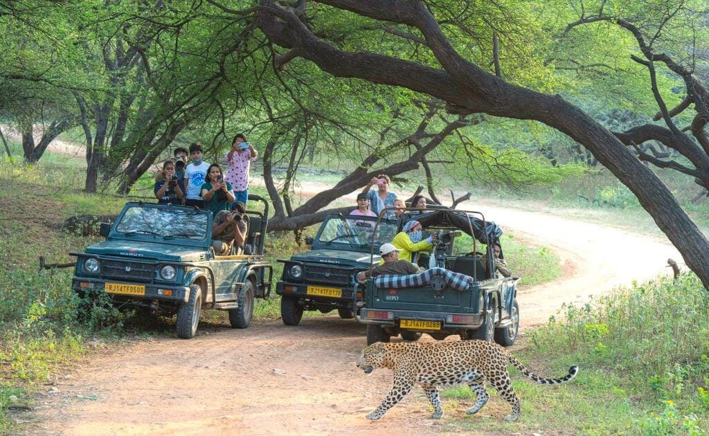 Jhalana Leopard Safari