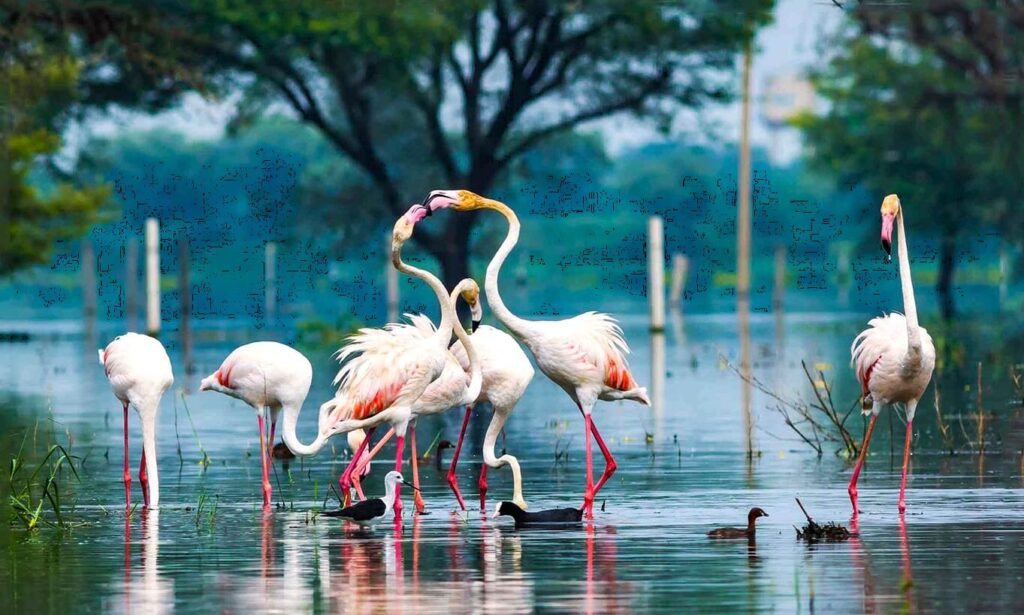 bharatpur bird sanctuary