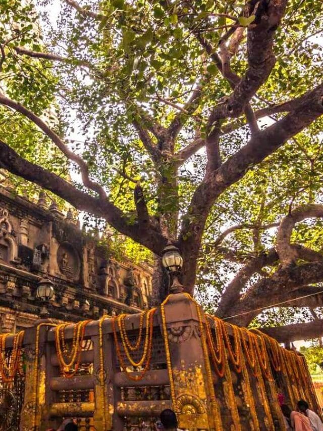 Famous Buddhist Monasteries in India | Spiritual Retreats