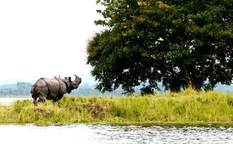 kaziranga national park in winter