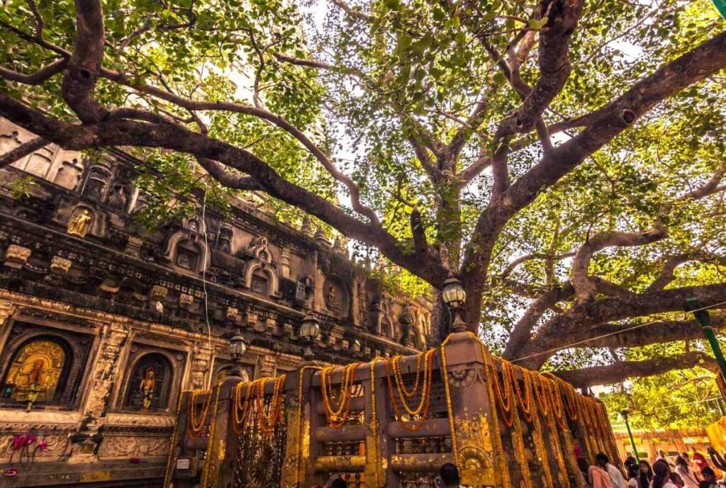 mahabodhi temple bodh gaya