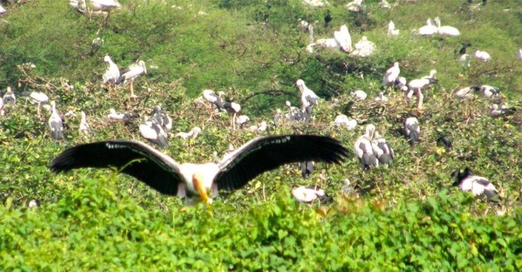 jaisamand wildlife sanctuary udaipur