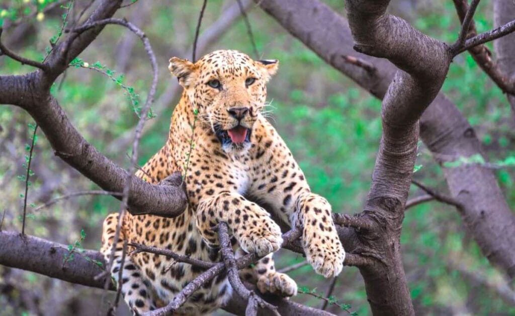 jhalana leopard safari jaipur