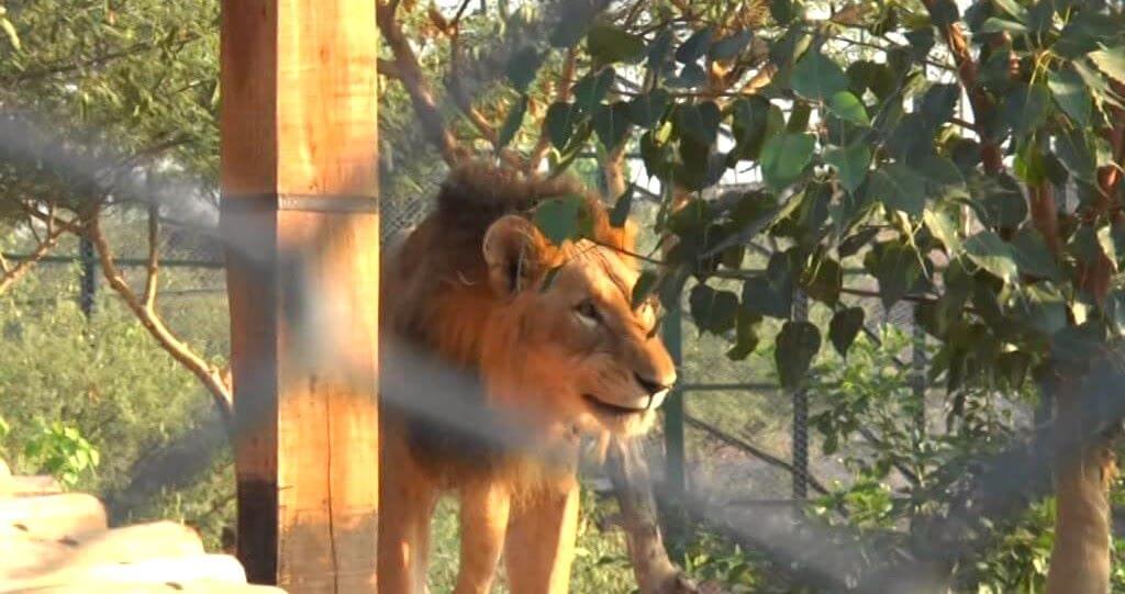 machia biological park jodhpur