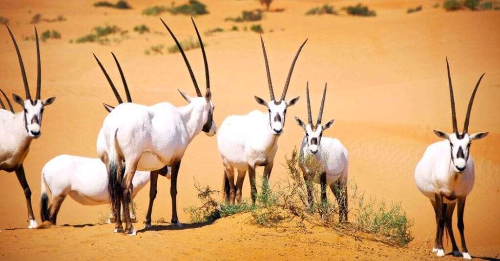 desert national park jaisalmer