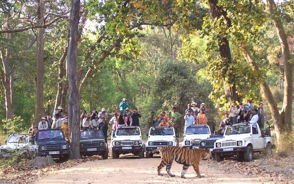 Bandhavgarh National Park - Tiger Safari in India