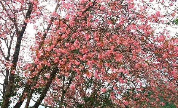 Cherry Blossom in Kohima Nagaland