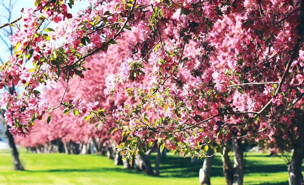 Cherry Blossom in Lachen and Lachung Sikkim