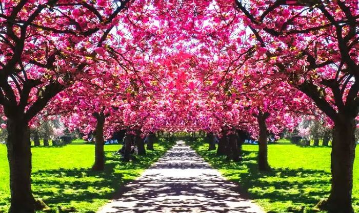 Cherry Blossom in Mawphlang Meghalaya