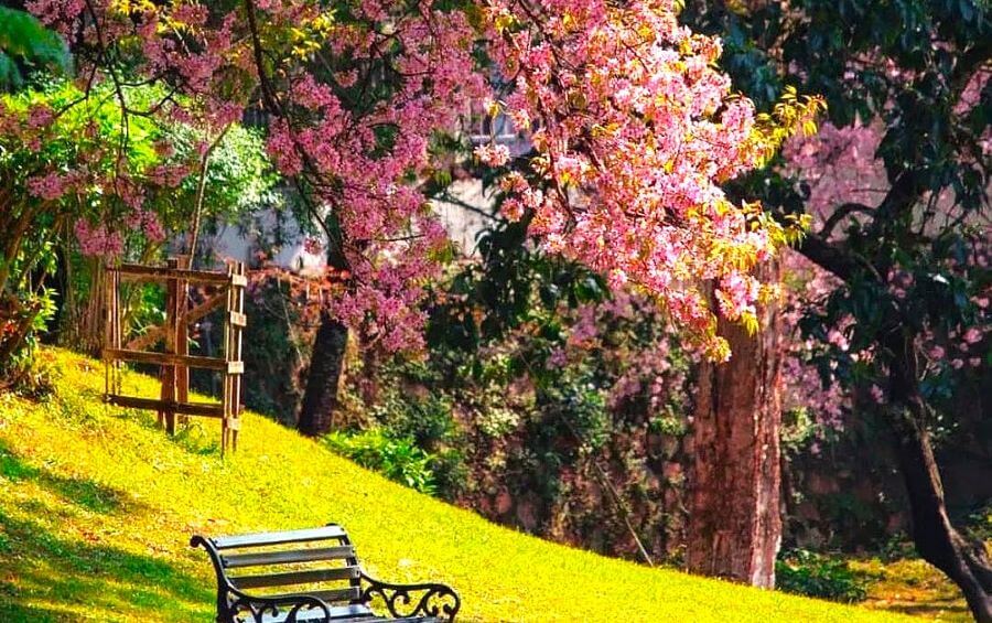 Cherry Blossom in Shillong Meghalaya