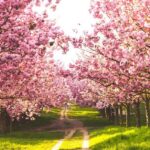 Cherry Blossoms in India