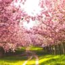 Cherry Blossoms in India