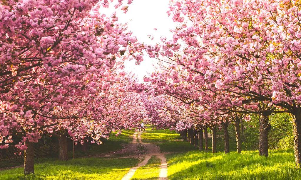 Cherry Blossoms in India