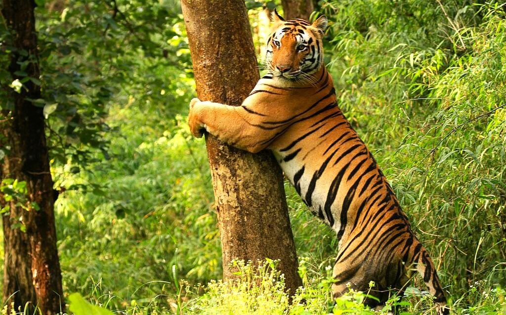 Kanha Tiger Reserve - Wildlife Safari