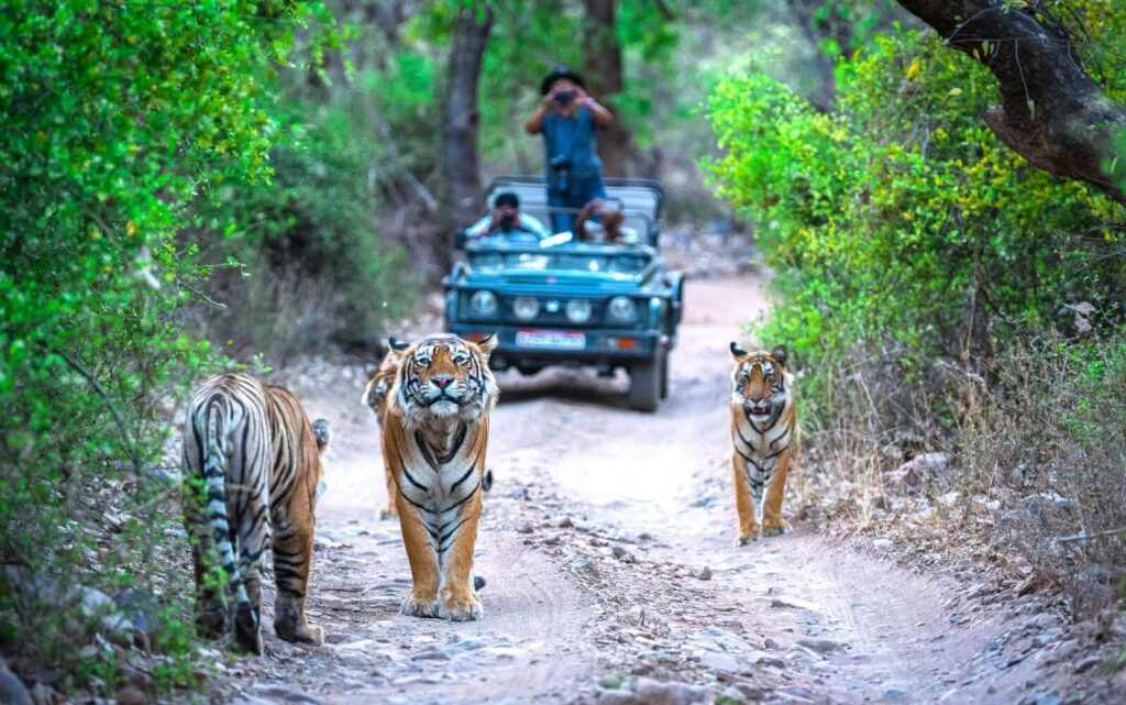 Ranthambore National Park - Tiger Safari India