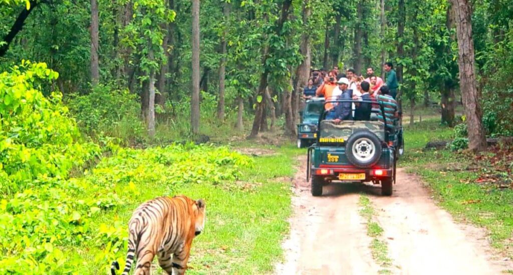 bandipur national park - tiger safari in india