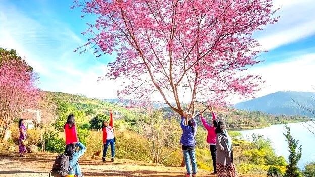 cherry blossom in Munsiyari uttrakhand