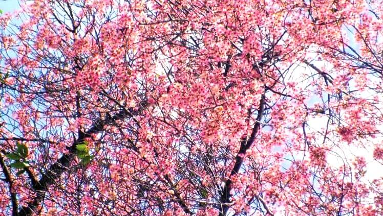 cherry blossom in Nilgiri Hills Western Ghats