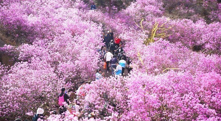 cherry blossom in Ziro Valley