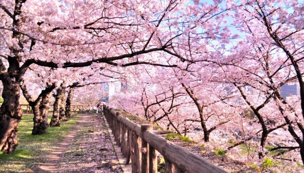 cherry blossom in jammu and kashmir