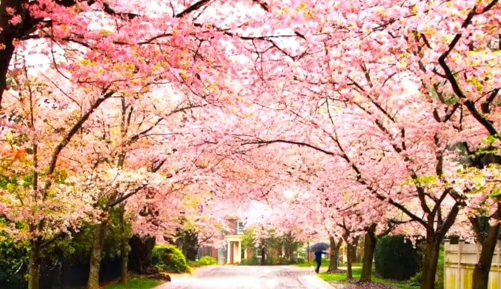 cherry blossom in shimla