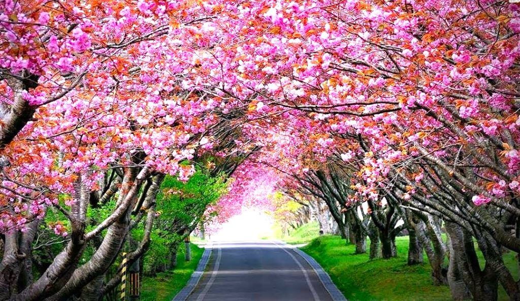 cherry blossom in sikkim