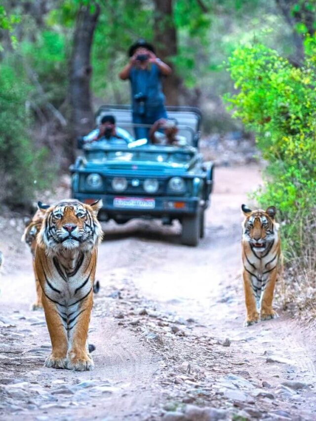 Top 5 Tiger Parks in India for an Unforgettable Safari