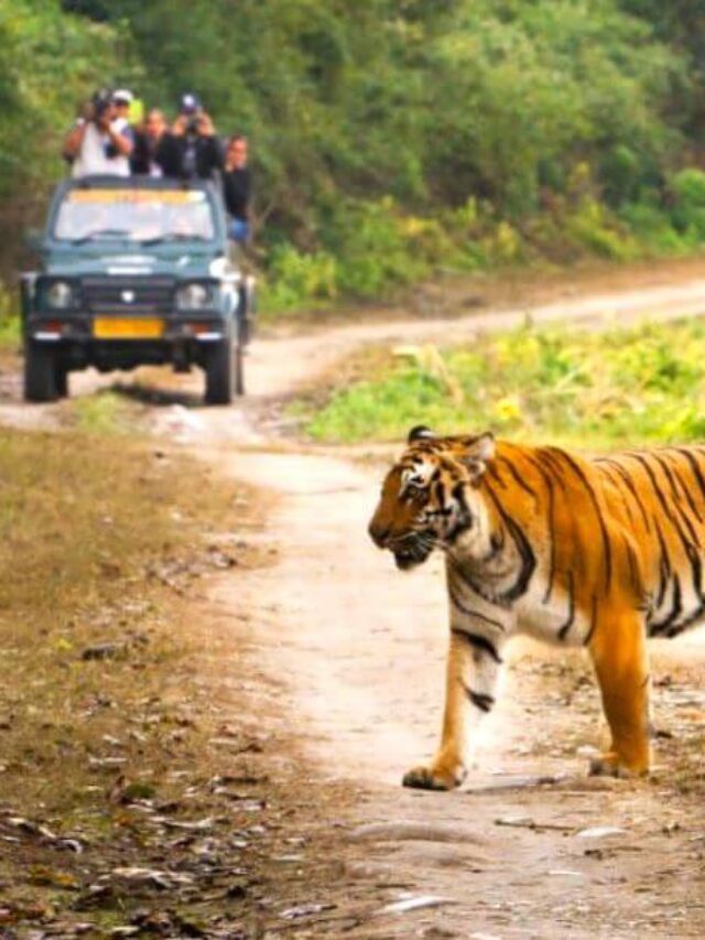 Plan Your Perfect Tiger Safari in India: A Quick Guide