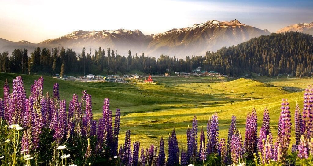 gulmarg meadows of flowers