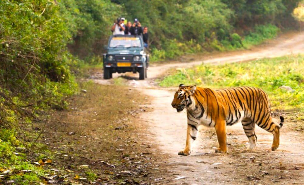 jim corbett national park - tiger safari india