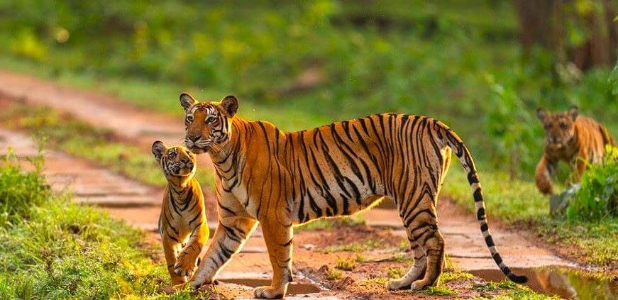 nagarhole national park tiger safari