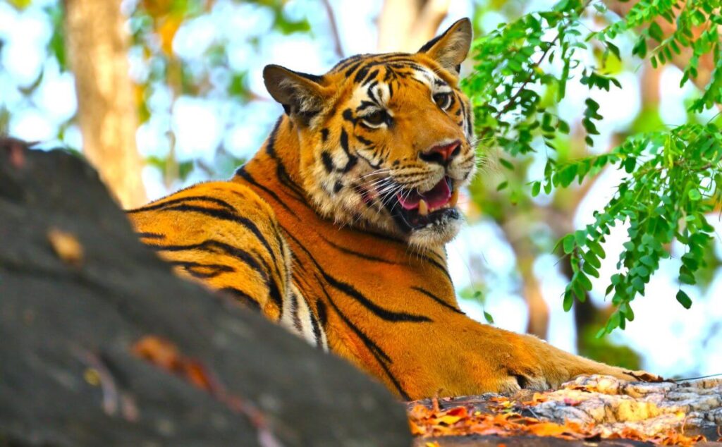 pench national park tiger safari