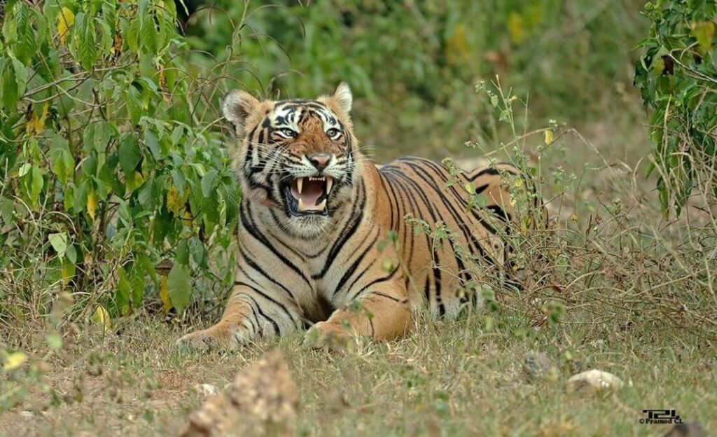 sariska tiger reserve