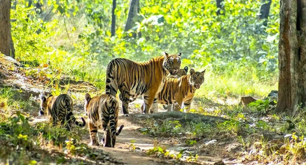 satpura national park tiger safari