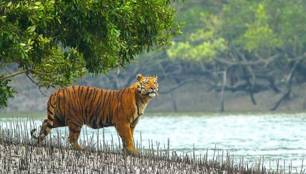 sundarbans national park tiger safari