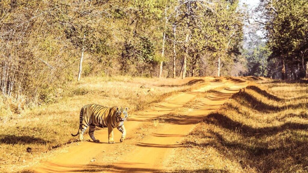 tadoba national park - tiger safari