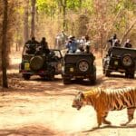 tiger safari in india