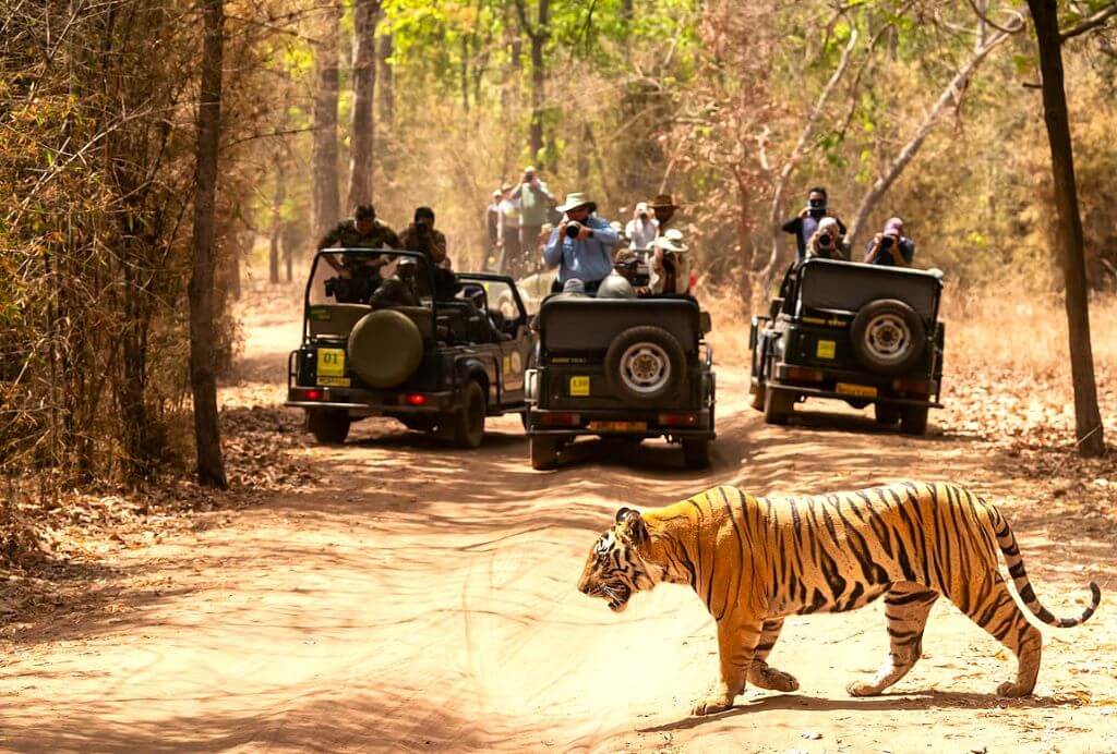 tiger safari in india