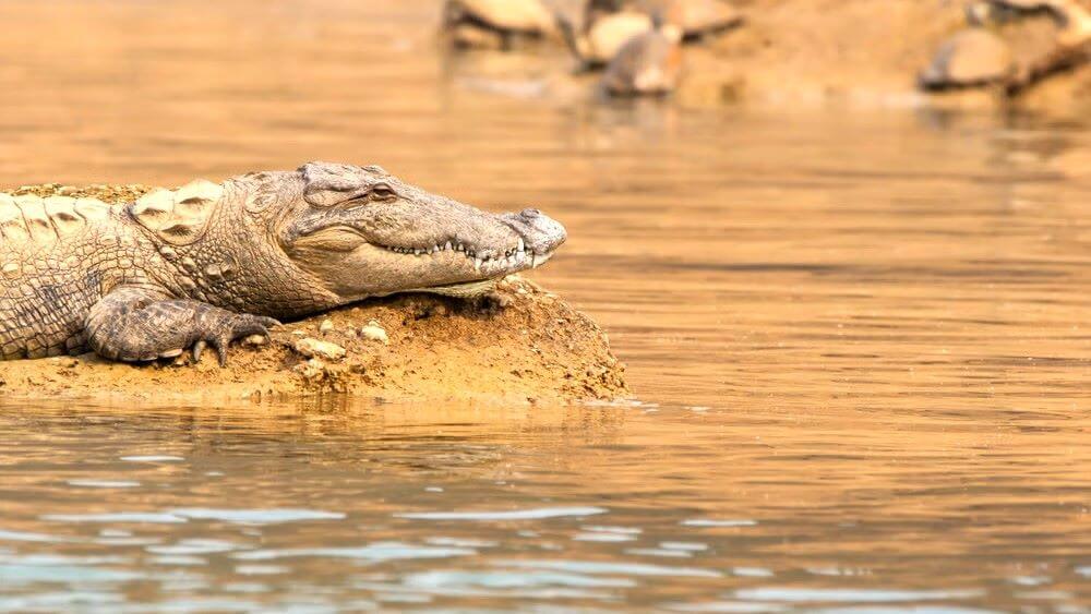 Chambal Sanctuary